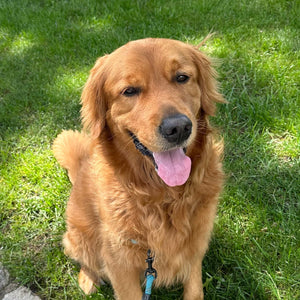 Solar Sweet Puppy